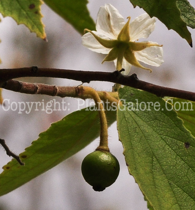 PGC-T-Muntingia-calabura-aka-Strawberry-Tree-2013-4