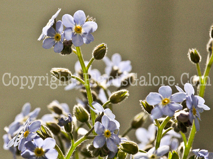 PGC-P-Myosotis-2011-01