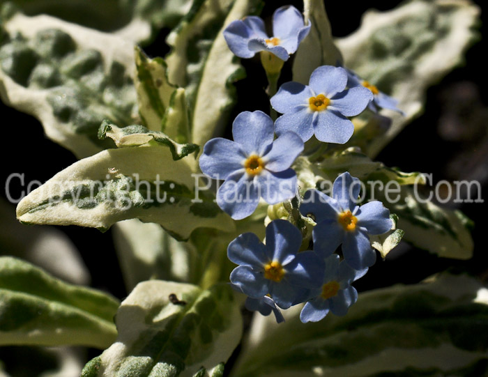 PGC-P-Myosotis-Unforgettable-04-2012-2