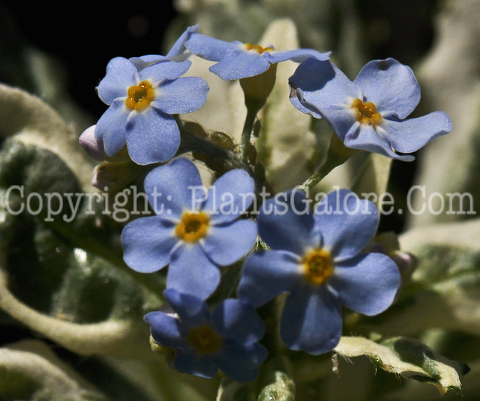 PGC-P-Myosotis-Unforgettable-04-2012-3