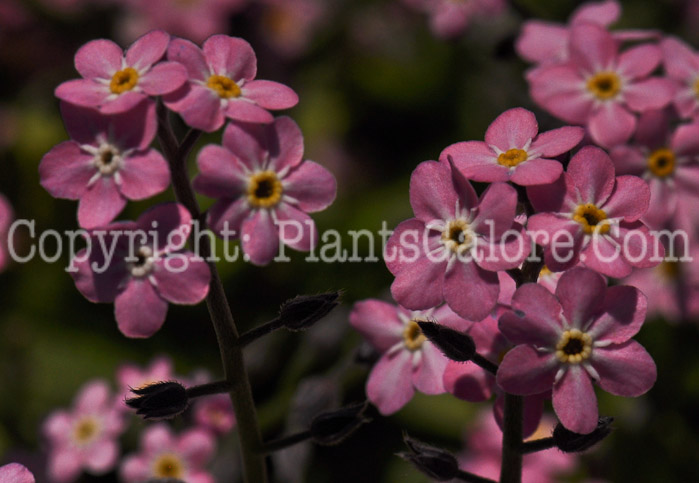 PGC-P-Myosotis-sylvatica-Rosylva-0s1