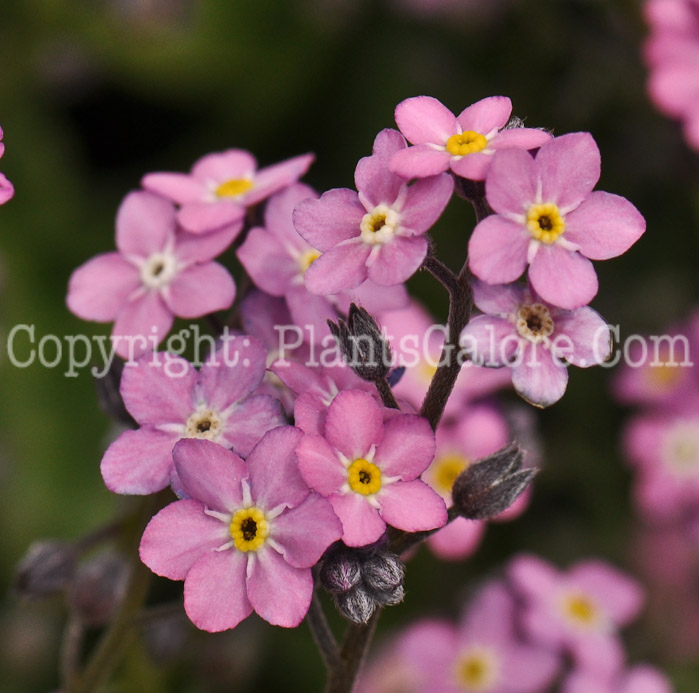 PGC-P-Myosotis-sylvatica-Rosylva-2010-04