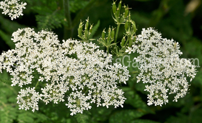PGC-P-Myrrhis-odorata-aka-Sweet-Cicely-flower-1