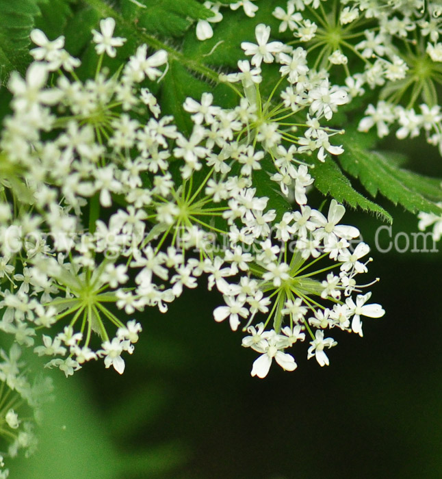 PGC-P-Myrrhis-odorata-aka-Sweet-Cicely-flower-2