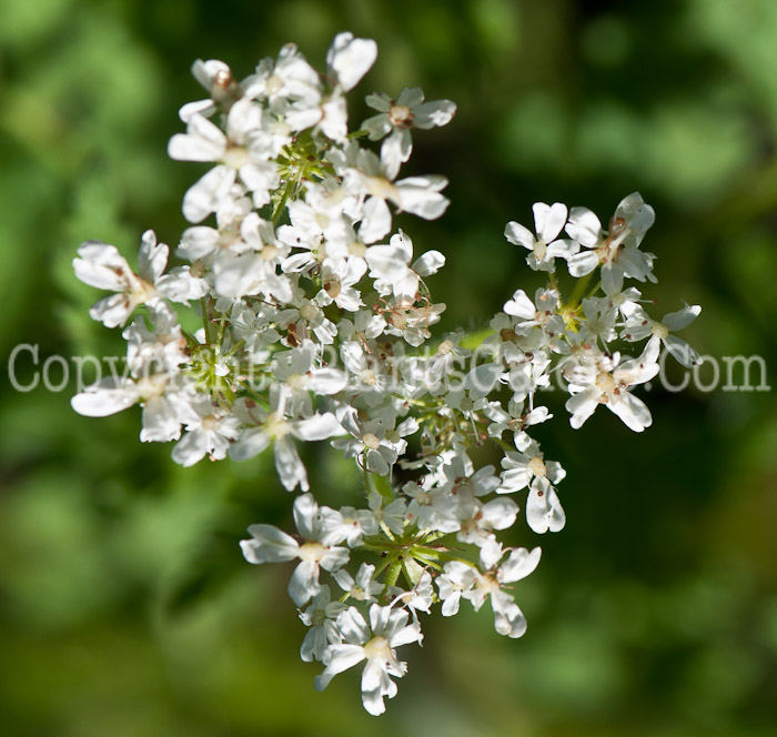 PGC-P-Myrrhis-odorata-aka-Sweet-Cicely-flower-4