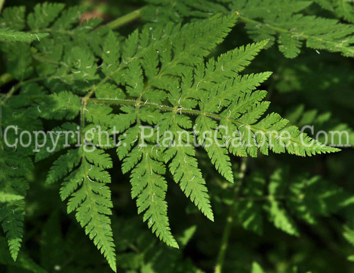 PGC-P-Myrrhis-odorata-aka-Sweet-Cicely-leaf-1