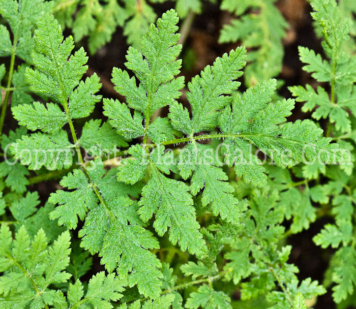PGC-P-Myrrhis-odorata-aka-Sweet-Cicely-leaf-3