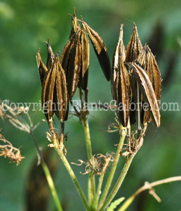 PGC-P-Myrrhis-odorata-aka-Sweet-Cicely-seed-1