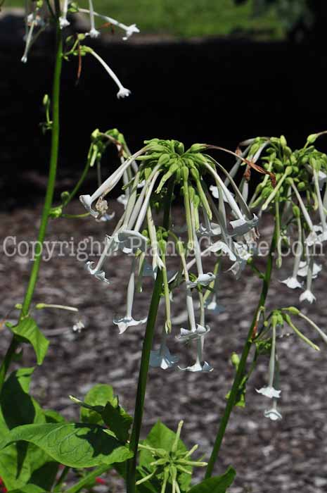 PGC-A-Nicotiana-Only-the-Lonely-813-1
