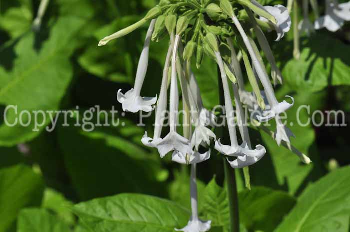 PGC-A-Nicotiana-Only-the-Lonely-813-2