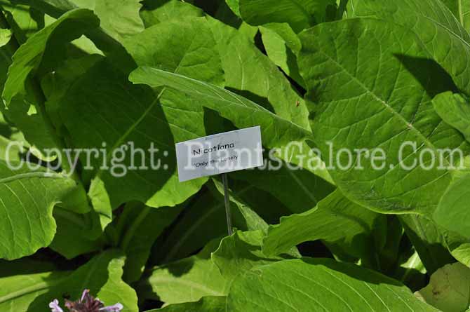 PGC-A-Nicotiana-Only-the-Lonely-813-3