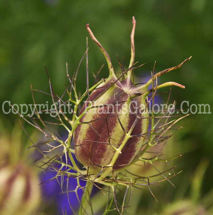 PGC-P-Nigella-damascena-aka-Black-Caraway-1