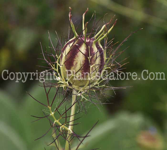 PGC-P-Nigella-damascena-aka-Black-Caraway-2