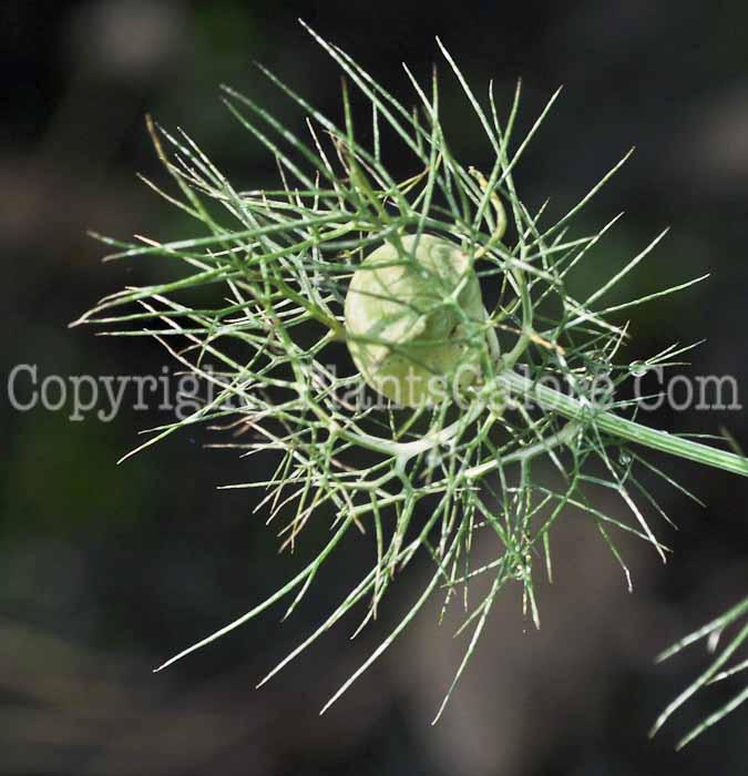 PGC-P-Nigella-damascena-aka-Black-Caraway-4