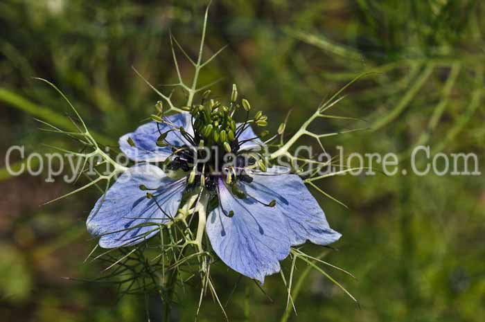 PGC-P-Nigella-sativa-aka-Nutmeg-Flower-4