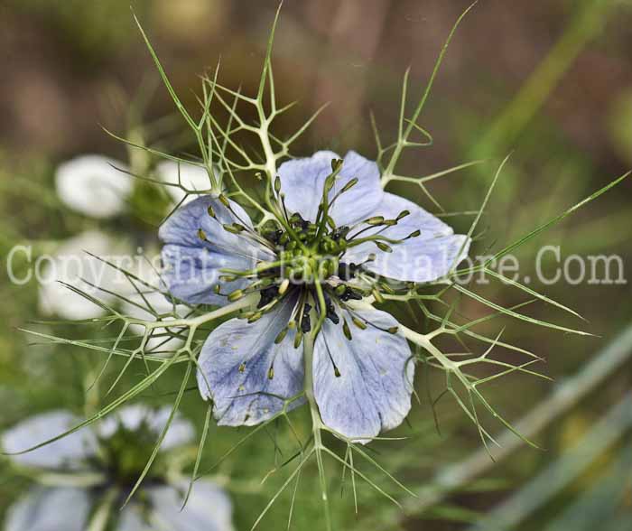 PGC-P-Nigella-sativa-aka-Nutmeg-Flower-7