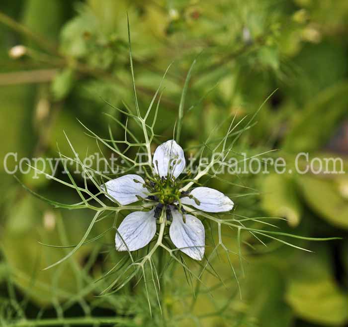 PGC-P-Nigella-sativa-aka-Nutmeg-Flower-8