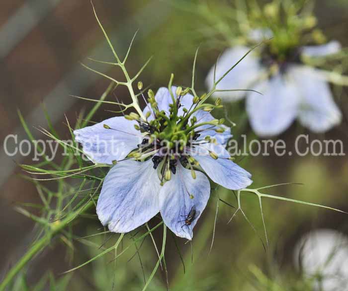 PGC-P-Nigella-sativa-aka-Nutmeg-Flower-9