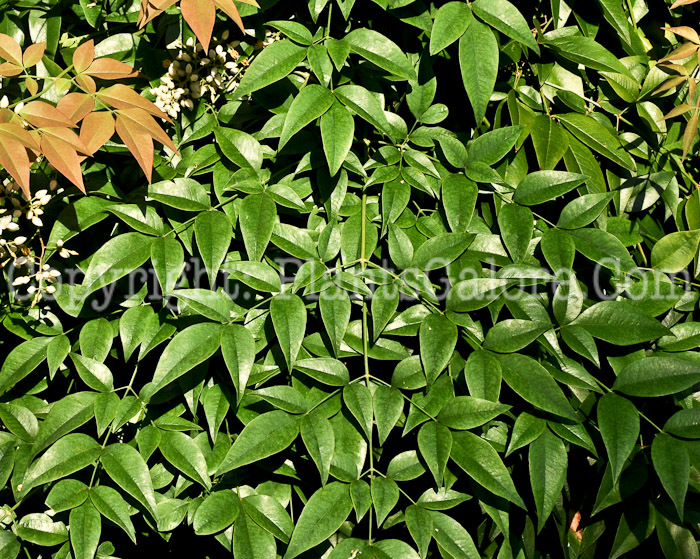 PGC-S-Nandina-domestica-aka-Heavenly-Bamboo-9