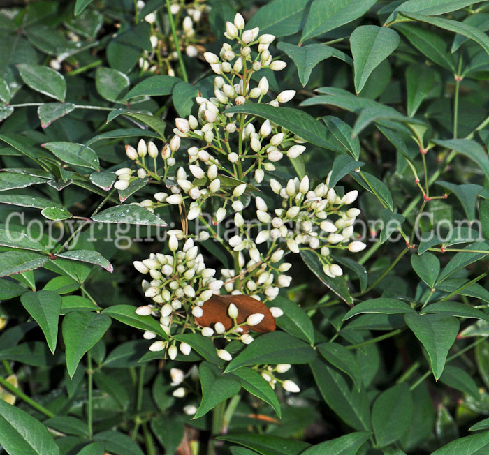 PGC-S-Nandina-domestica-aka-Heavenly-Bamboo-buds-1