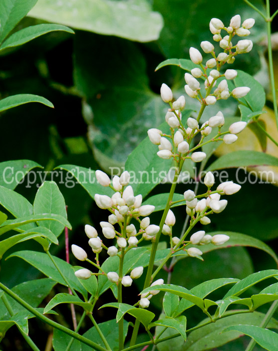 PGC-S-Nandina-domestica-aka-Heavenly-Bamboo-buds-3