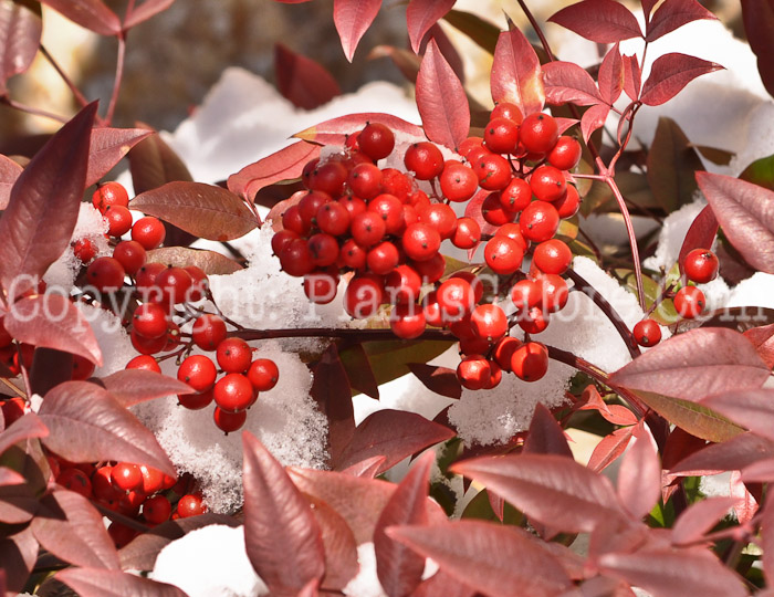 PGC-S-Nandina-domestica-aka-Heavenly-Bamboo-fruit-1