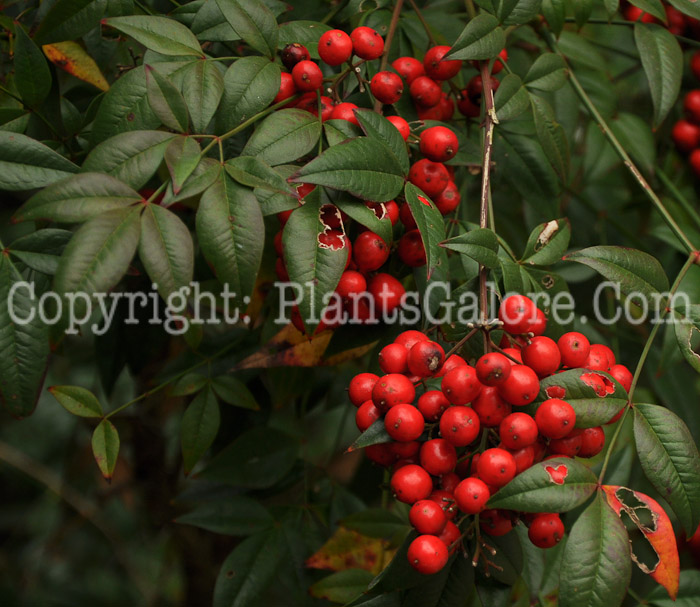 PGC-S-Nandina-domestica-aka-Heavenly-Bamboo-fruit-5