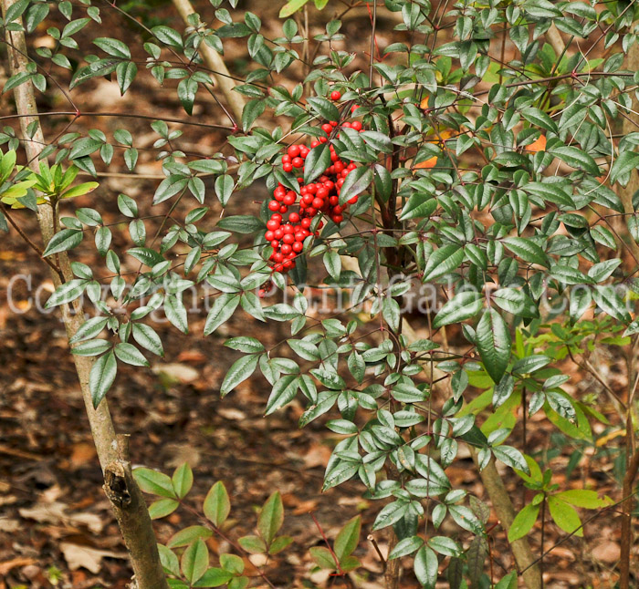 PGC-S-Nandina-domestica-aka-Heavenly-Bamboo-fruit-6