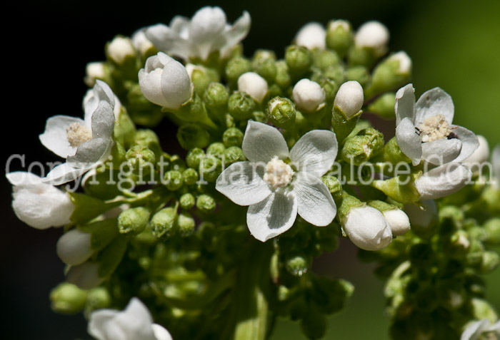 PGC-P-Napaea-dioica-aka-Glade-Mallow-0614-2