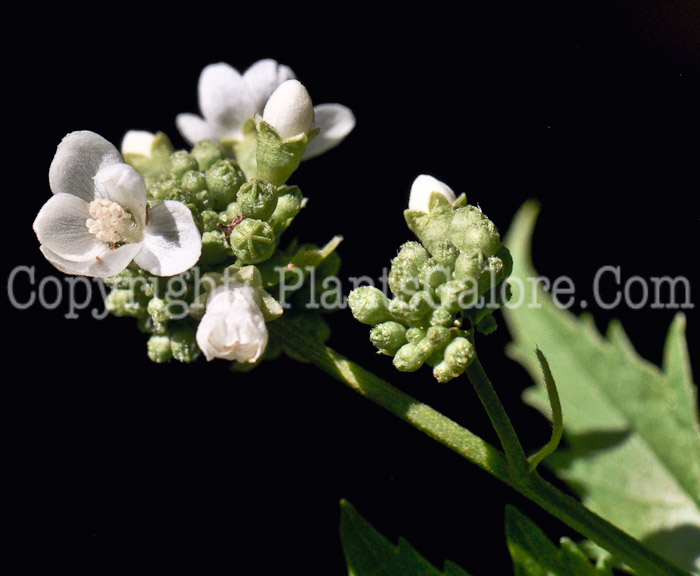 PGC-P-Napaea-dioica-aka-Glade-Mallow-2012-1