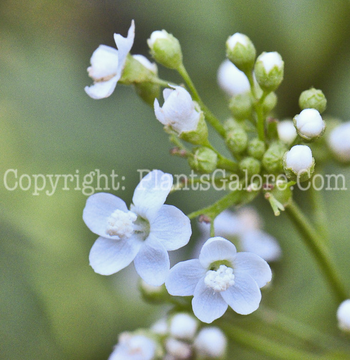 PGC-P-Napaea-dioica-aka-Glade-Mallow-713-1