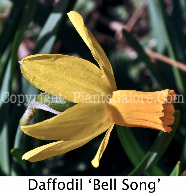 PGC-B-Narcissus-Bell-Song-2010-182-Edit