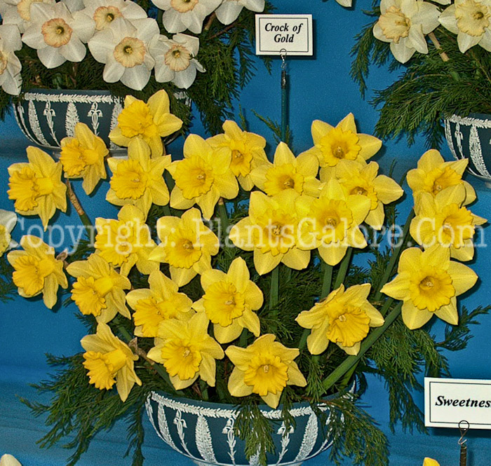 PGC-B-Narcissus-Crock-of-Gold-2010