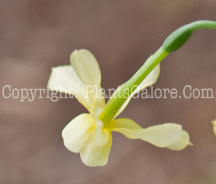 PGC-B-Narcissus-Hawera-aka-Daffodil-0514r-4