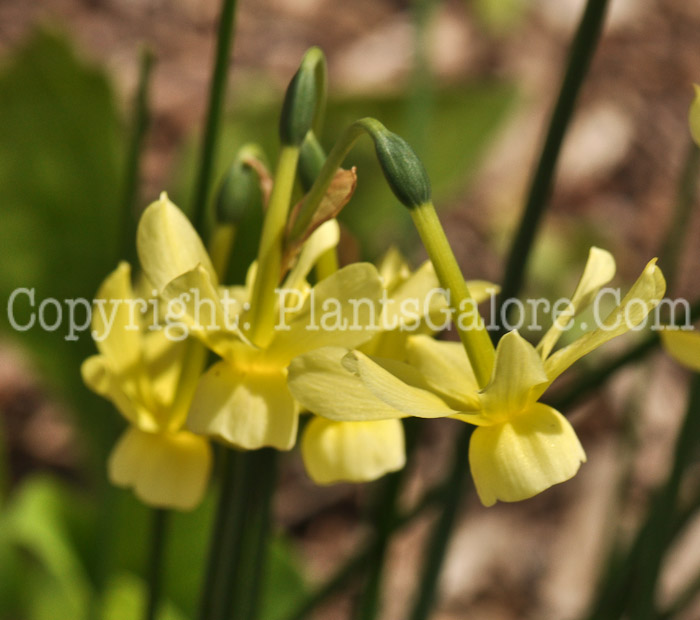 PGC-B-Narcissus-Hawera-msu-04-2012-1
