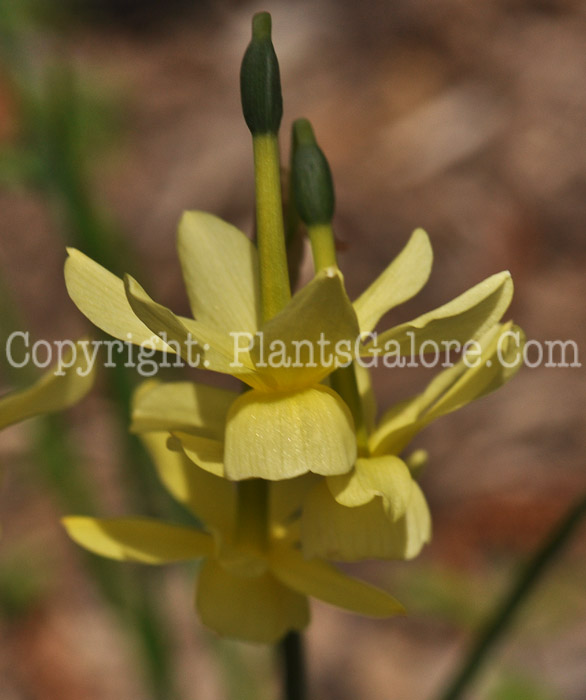 PGC-B-Narcissus-Hawera-msu-04-2012-3
