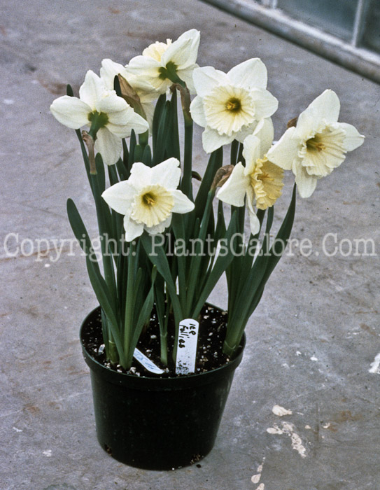 PGC-B-Narcissus-Ice-Follies-1999-1