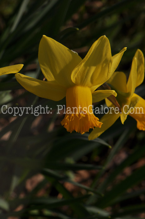 PGC-B-Narcissus-Larkwhistle-03-2012-2