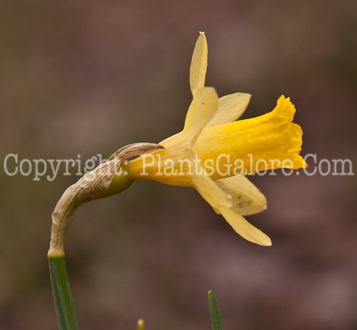 PGC-B-Narcissus-Little-Gem-0414-3