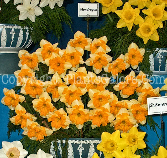 PGC-B-Narcissus-Mondragon-2010