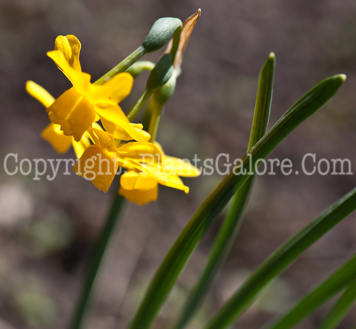 PGC-B-Narcissus-calcicola-aka-Portuguese-Daffodil-0514e-3