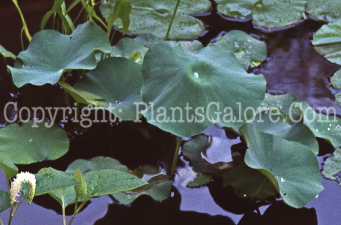 PGC-P-Nelumbo-nucifera-2