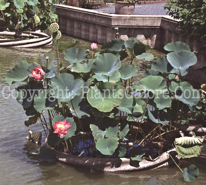 PGC-P-Nelumbo-nucifera-3