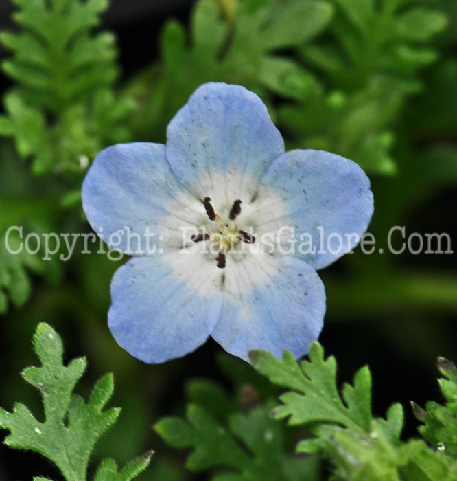 PGC-A-Nemophila-Baby-Blue-Eyes-2011-01