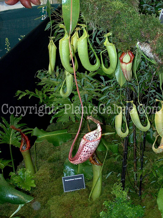 PGC-P-Nepenthes-truncata -2004 England Chelsea Show May 27 - 031