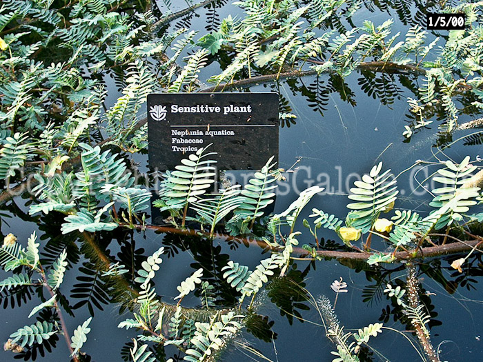 PGC-P-Neptunia-aquatica-sensitive-plant-1cdx-2010_01