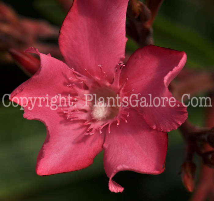 PGC-S-Nerium-oleander-04-2011-3