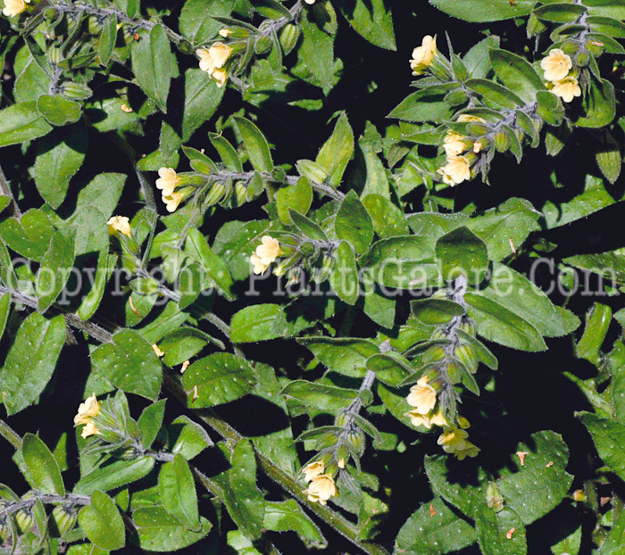 PGC-P-Nonea-lutea-aka-Yellow-Nonea-5