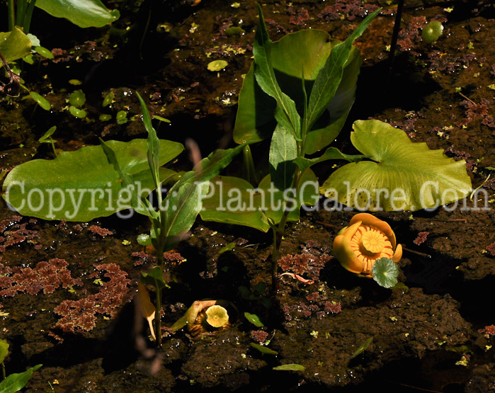 PGC-P-Nuphar-polysepala-aka-Cow-Lily-12.jpg-1