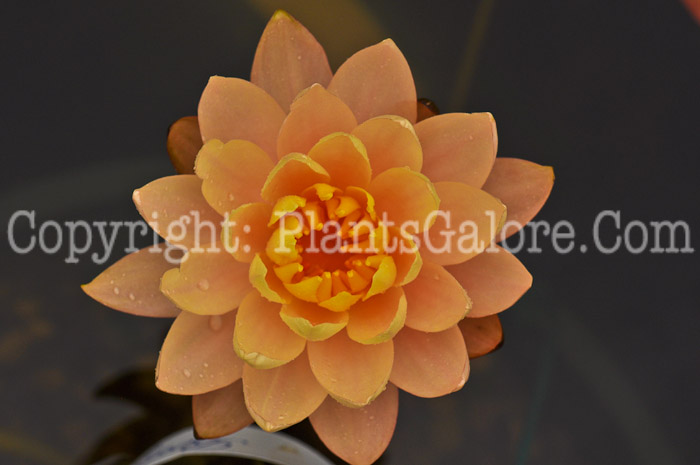 PGC-P-Nymphaea-Clyde-Ikins-aka-Hardy-Waterlily-2012-1-1